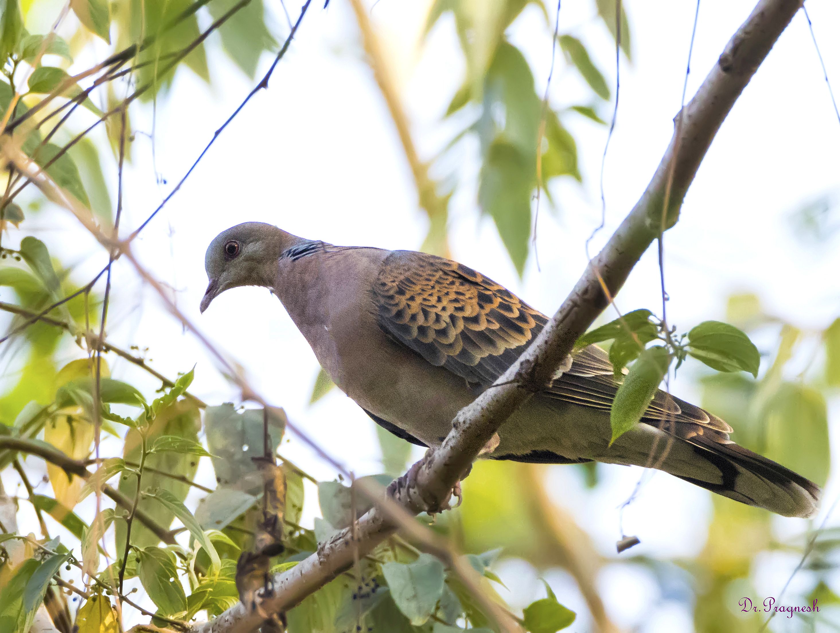 Oriental Turtle Dove